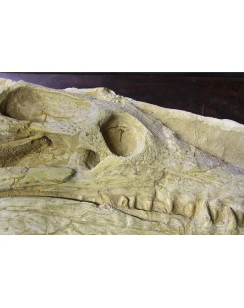 Cranio Fossile Dyrosaurus