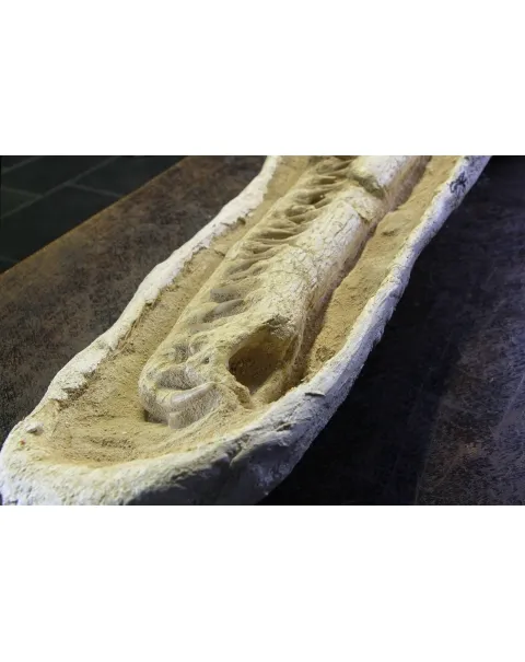 Cranio Fossile Dyrosaurus
