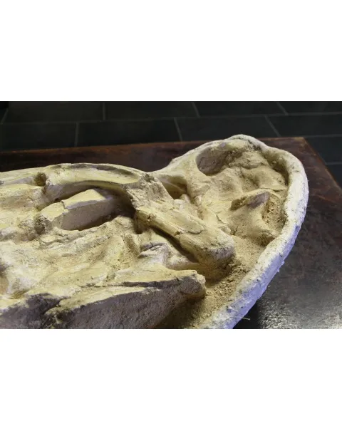 Cranio Fossile Dyrosaurus