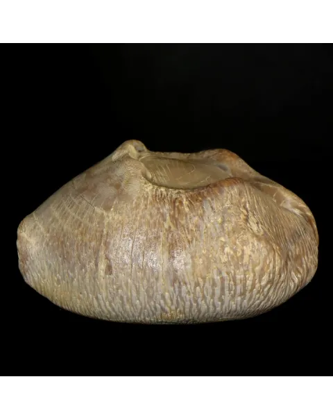 Cypraea Ovata Caputviperae