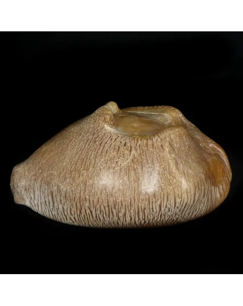 Cypraea Ovata Caputviperae
