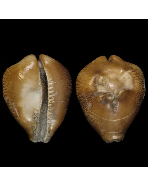 Cypraea Ovata Caputviperae