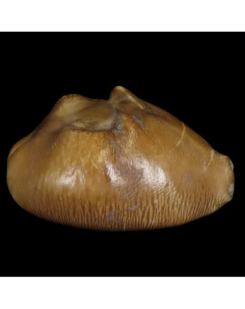 Cypraea Ovata Caputviperae