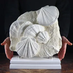 Lastra con Pecten fossili