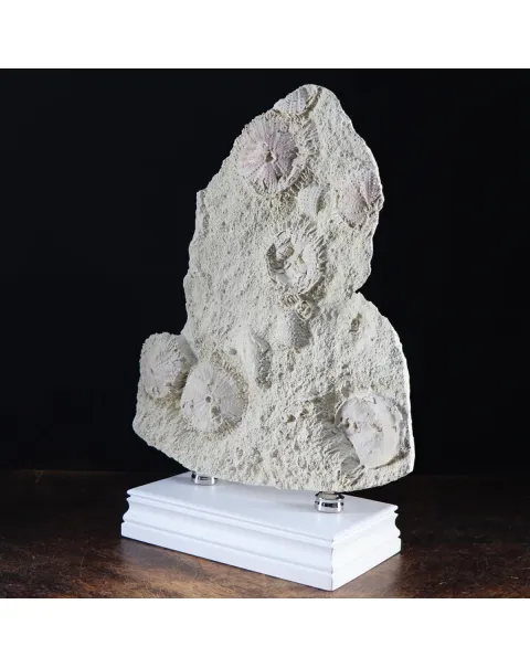 Lastra con Ricci di Mare fossili