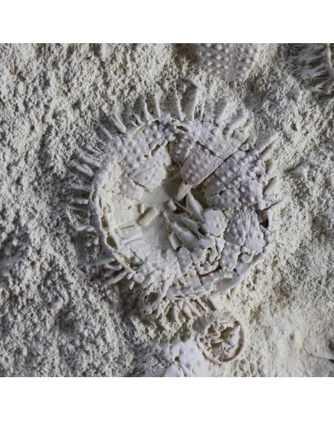 Lastra con Ricci di Mare fossili