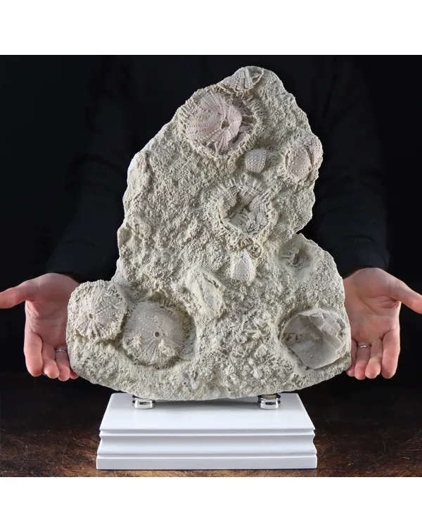 Lastra con Ricci di Mare fossili