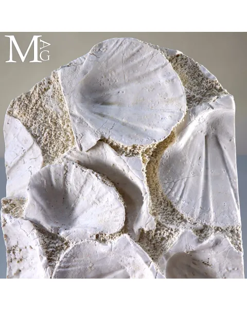 Lastra con Conchiglie Fossili – Pecten su Matrice Calcarea.