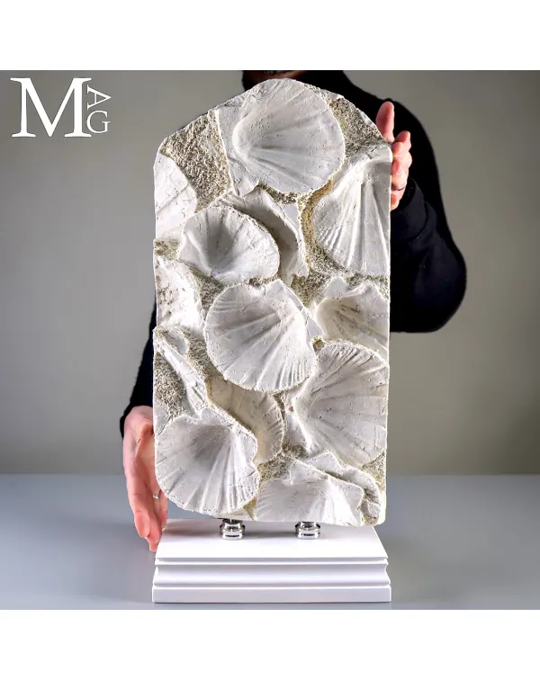 Lastra con Conchiglie Fossili – Pecten su Matric...