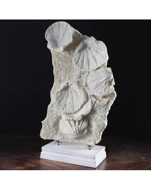 Lastra con Pecten fossili