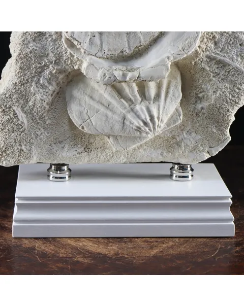 Lastra con Pecten fossili