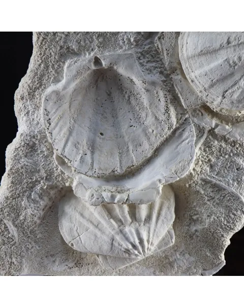 Lastra con Pecten fossili