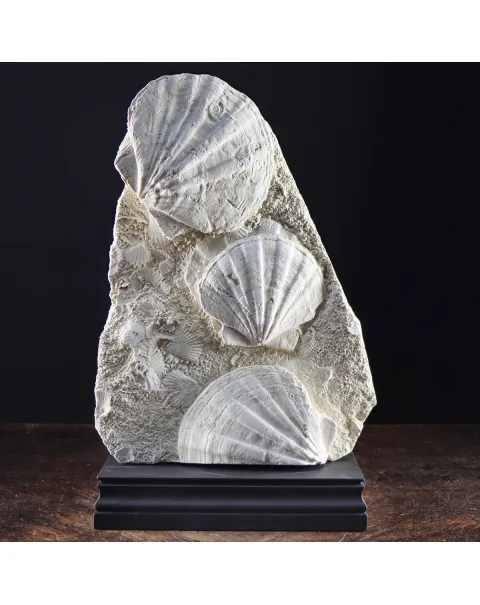 Lastra con Pecten fossili