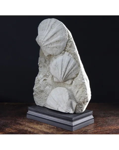 Lastra con Pecten fossili
