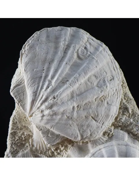 Lastra con Pecten fossili