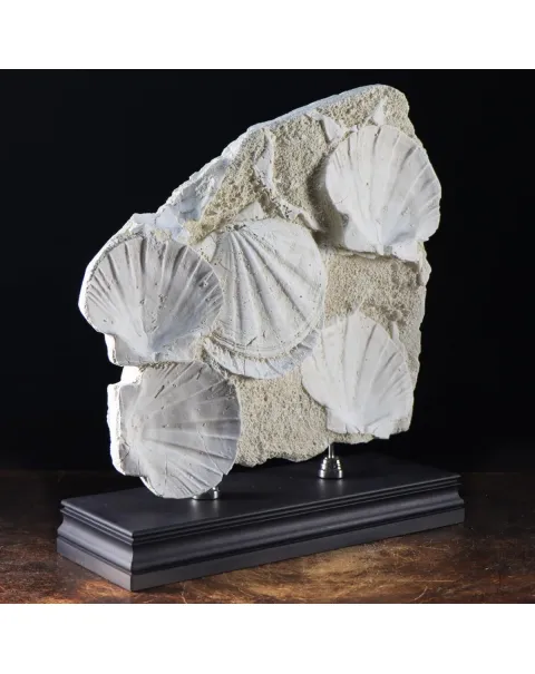 Lastra con Pecten fossili