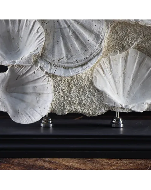 Lastra con Pecten fossili
