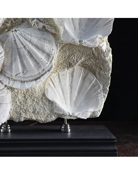 Lastra con Pecten fossili