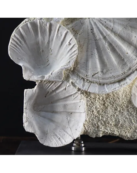 Lastra con Pecten fossili