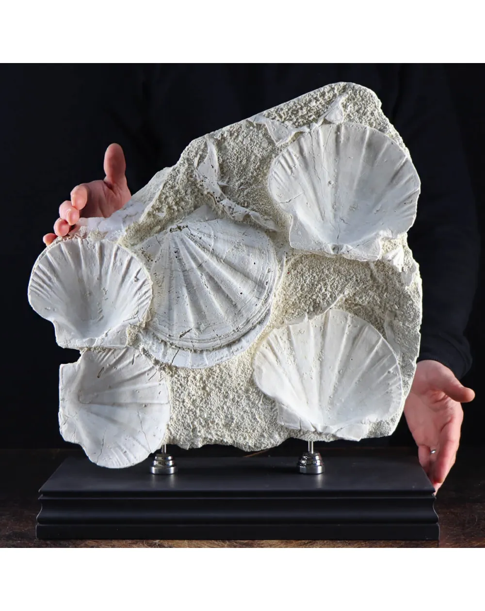 Lastra con Pecten fossili
