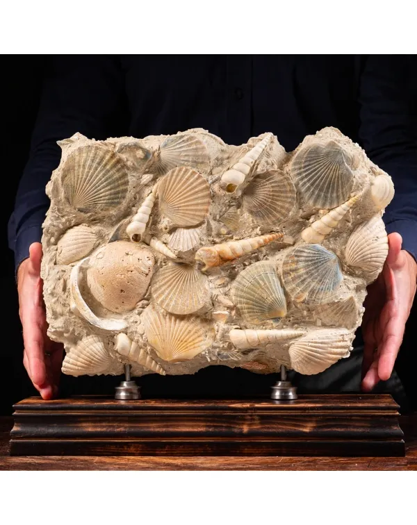 Lastra con conchiglie fossili