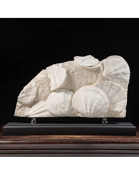 Lastra con Pecten fossili