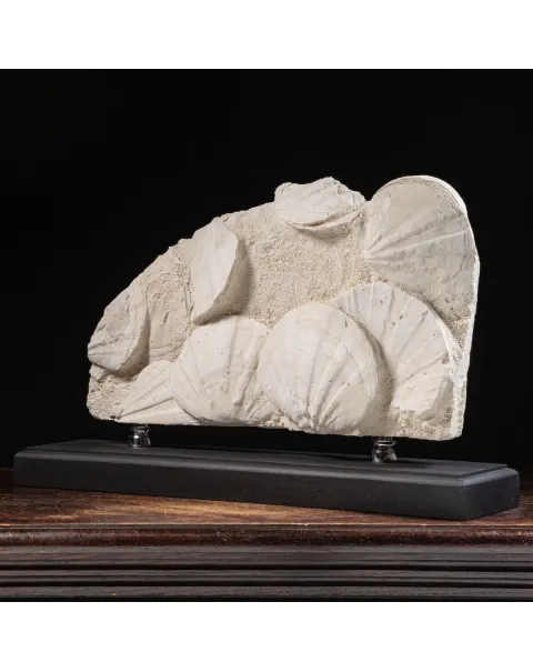 Lastra con Pecten fossili