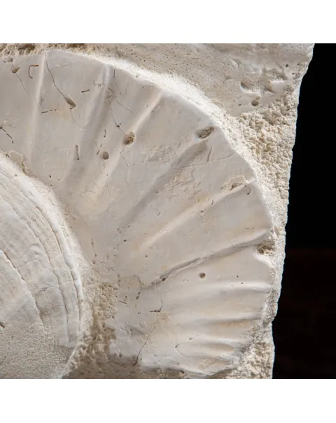 Lastra con Pecten fossili