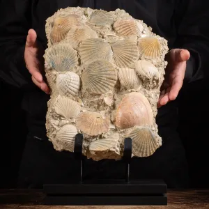 Lastra con conchiglie fossili