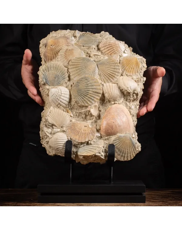 Lastra con conchiglie fossili