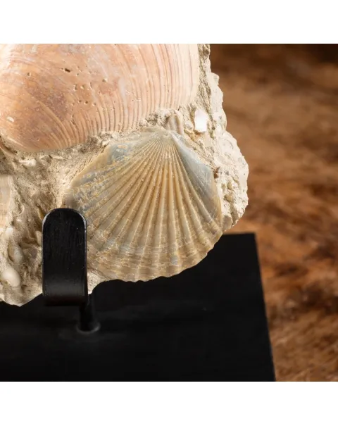 Lastra con conchiglie fossili