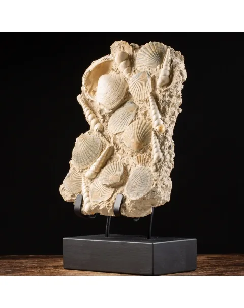 Lastra con conchiglie fossili
