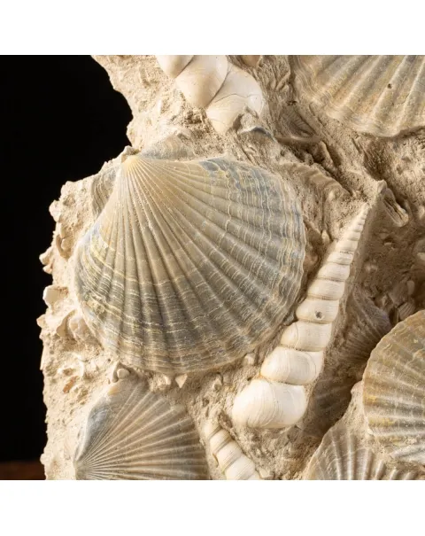 Lastra con conchiglie fossili