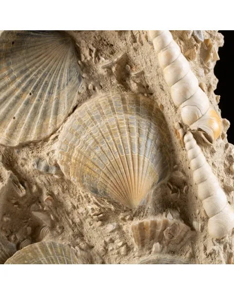 Lastra con conchiglie fossili