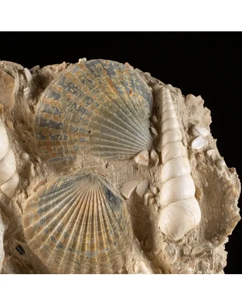 Lastra con conchiglie fossili