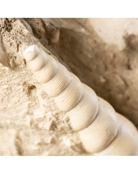 Lastra con conchiglie fossili