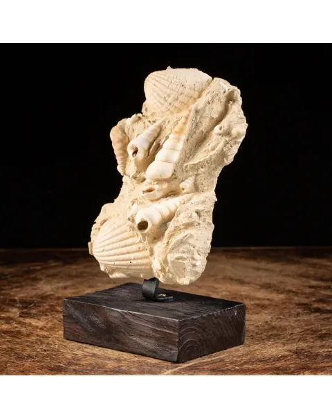 Lastra con conchiglie fossili