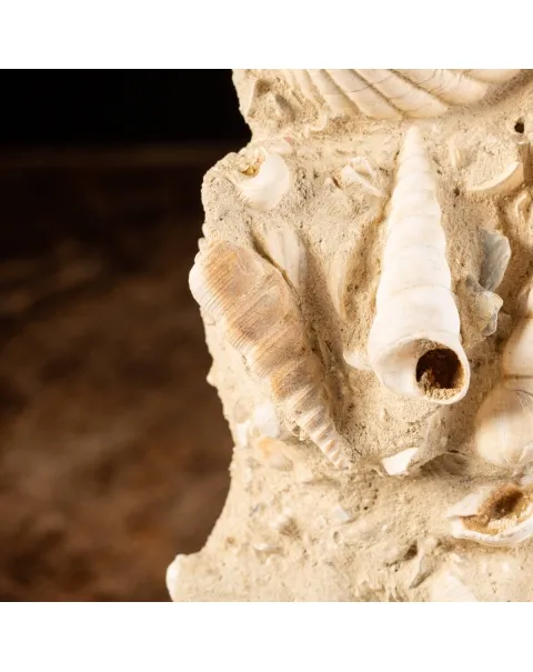 Lastra con conchiglie fossili