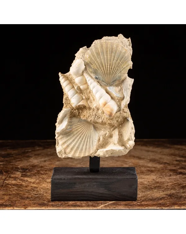 Lastra con conchiglie fossili