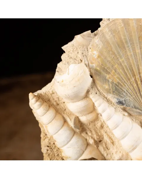 Lastra con conchiglie fossili