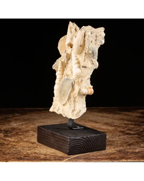 conchiglie fossili in matrice -  Pecten e Turritelle