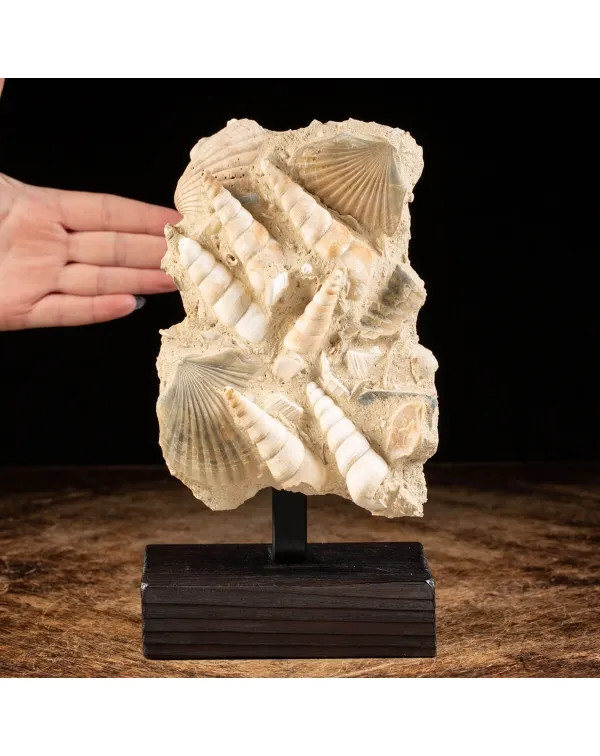 conchiglie fossili in matrice -  Pecten e Turritel...