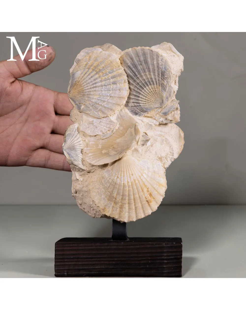 Pectinidae Fossili – Aggregato di Conchiglie del Miocene – Francia