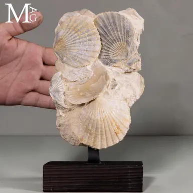 Pectinidae Fossili – Aggregato di Conchiglie del...