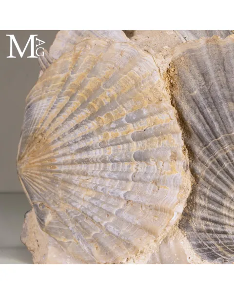Pectinidae Fossili – Aggregato di Conchiglie del Miocene – Francia