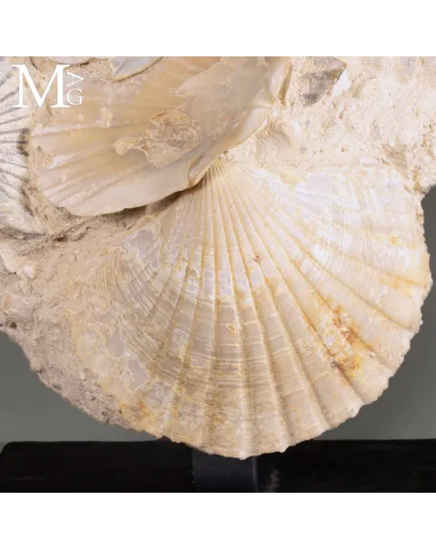 Pectinidae Fossili – Aggregato di Conchiglie del Miocene – Francia