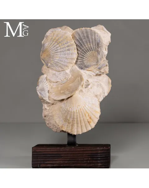 Pectinidae Fossili – Aggregato di Conchiglie del Miocene – Francia
