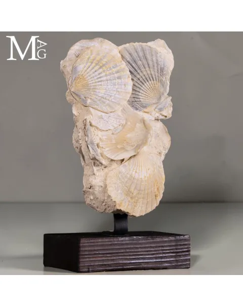 Pectinidae Fossili – Aggregato di Conchiglie del Miocene – Francia