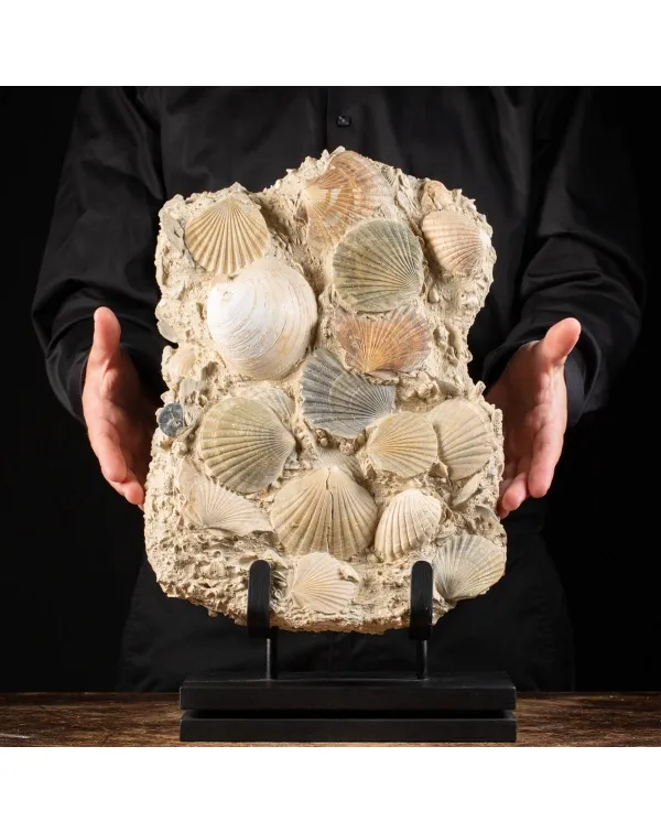 Lastra con conchiglie fossili