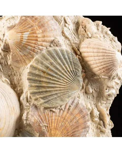 Lastra con conchiglie fossili